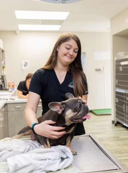 Veterinarian examining dog at Woodforest Animal Hospital